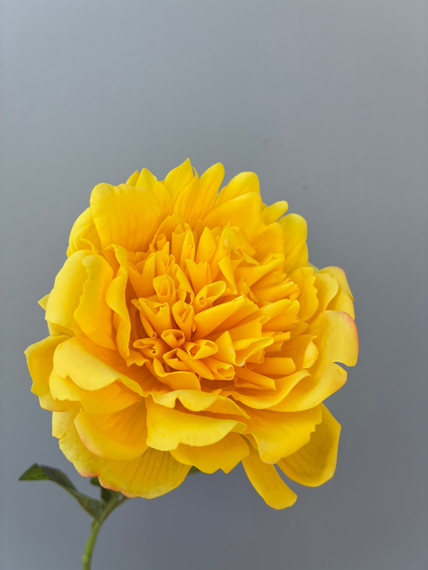 Peonía Artificial Real Touch Fucsia