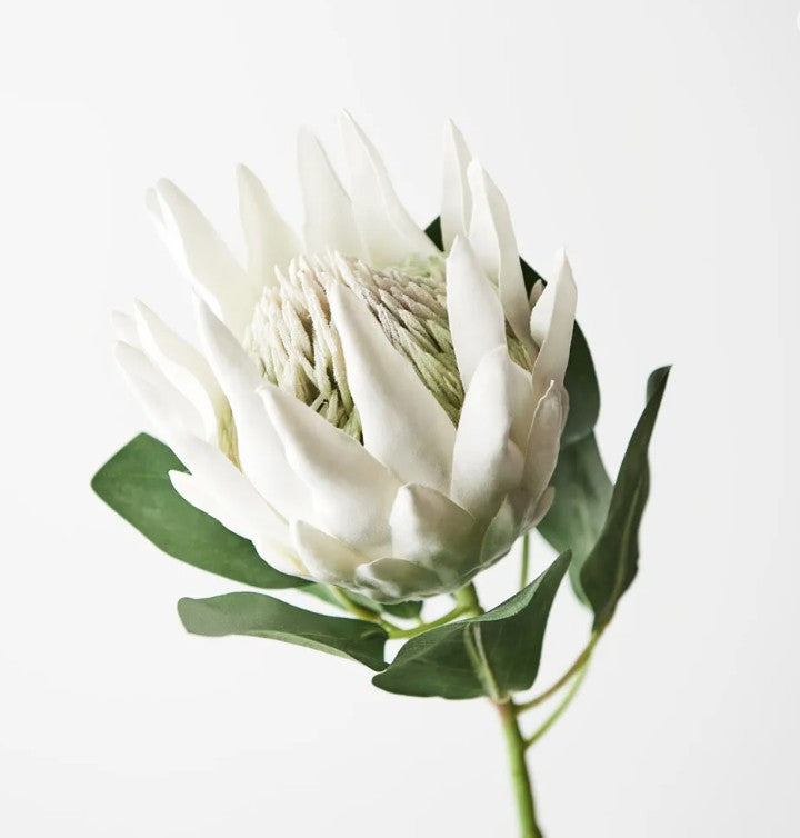Artificial Protea White