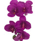     artificial purple orchid real touch