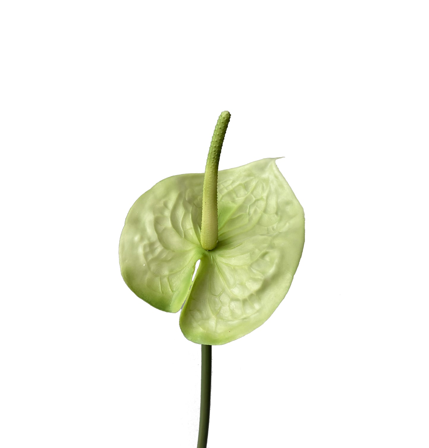 Real Touch Artificial Anthurium Soft Lime