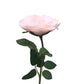     artificial real touch austin rose peach