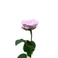 Real Touch David Austin Rose Pink