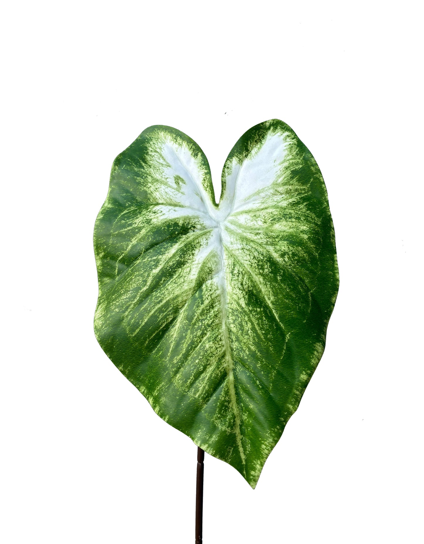 Calla Lillie Leaf Real Touch