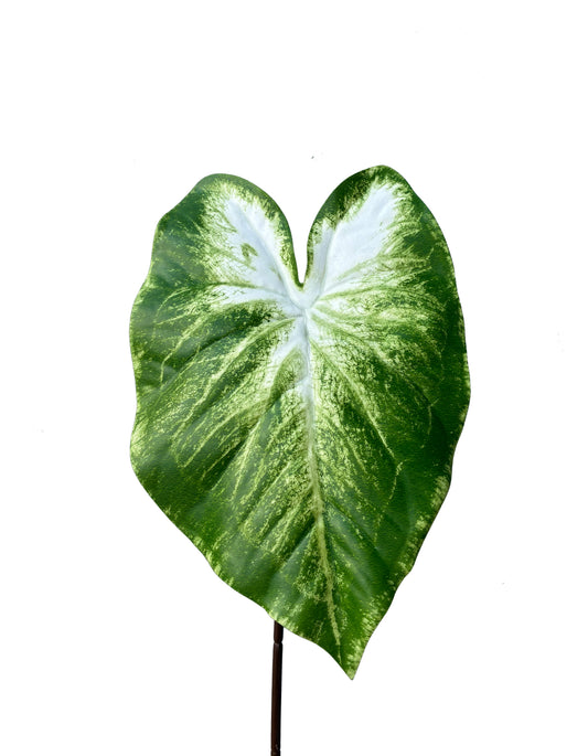 Calla Lillie Leaf Real Touch