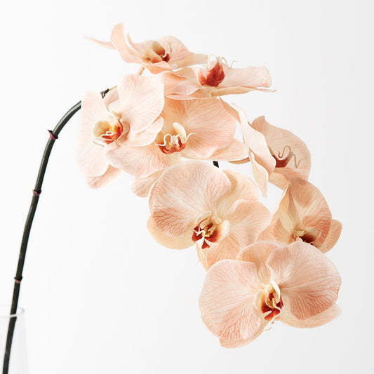 Artificial Real Touch Orchid Peach