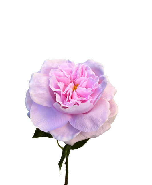 Artificial Real Touch Peony Light Pink