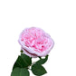 Real Touch David Austin Rose Pink