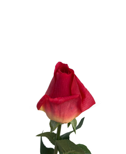 Artificial Real Touch Rose Bud Cherry