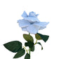 La clásica rosa artificial azul suave