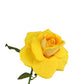 The Classic Artificial Rose Bright Yellow