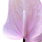 Real Touch Artificial Anthurium Pale Pink
