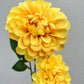 Artificial Pom Pom Dahlia Yellow