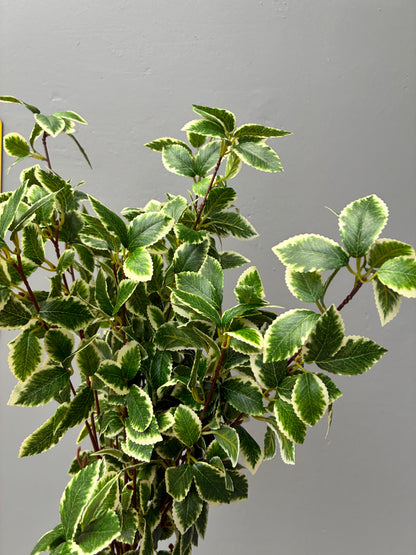 Artificial Verigated Camellia Branch Style 1