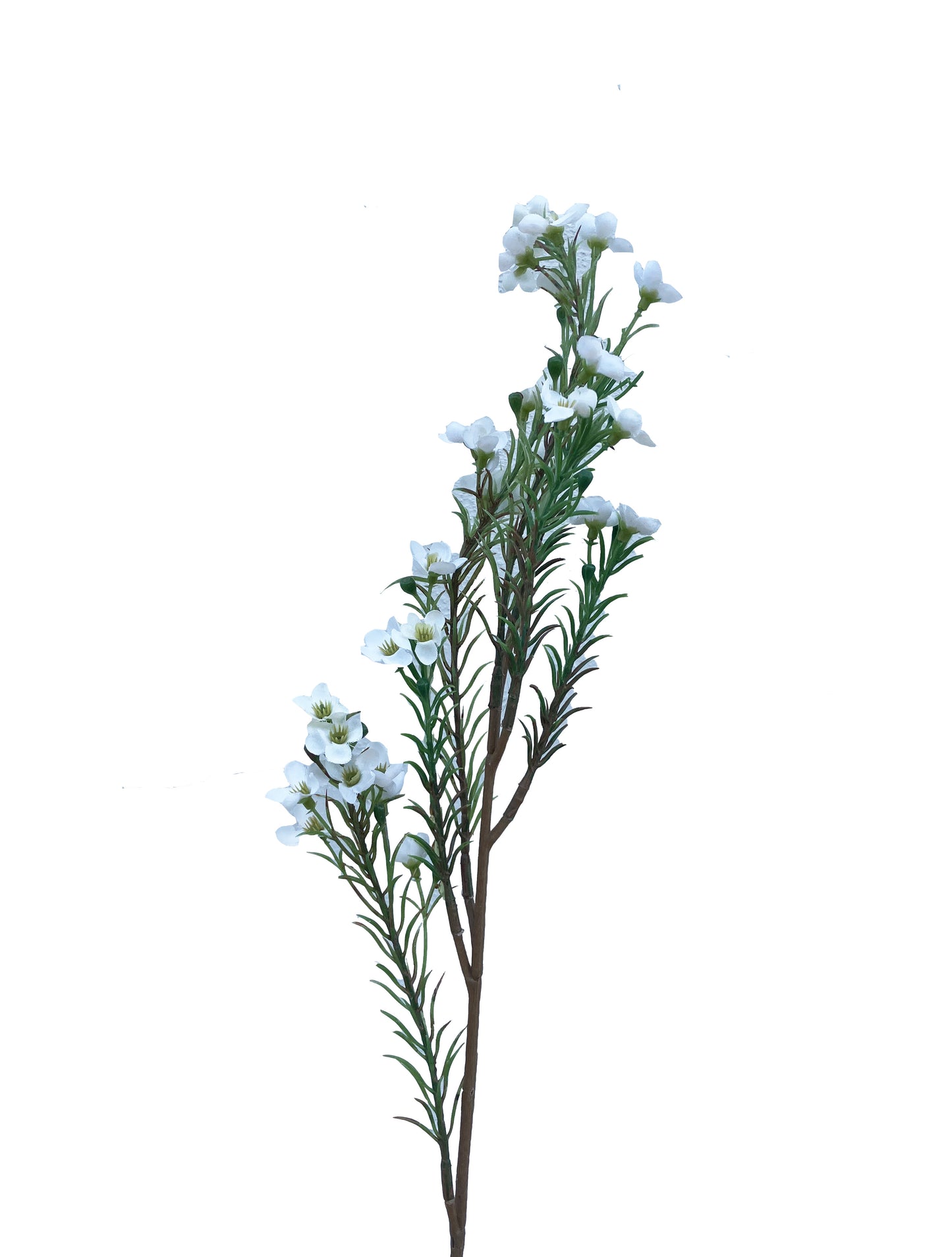 Artificial Australian Wax Flower White