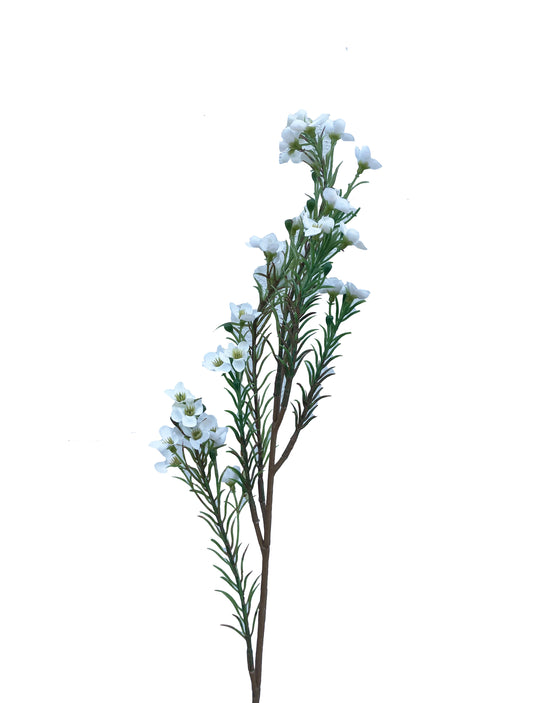 Fleur de cire australienne artificielle blanche