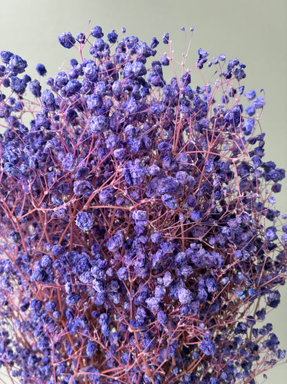 Dried Baby Breath Bleached Purple