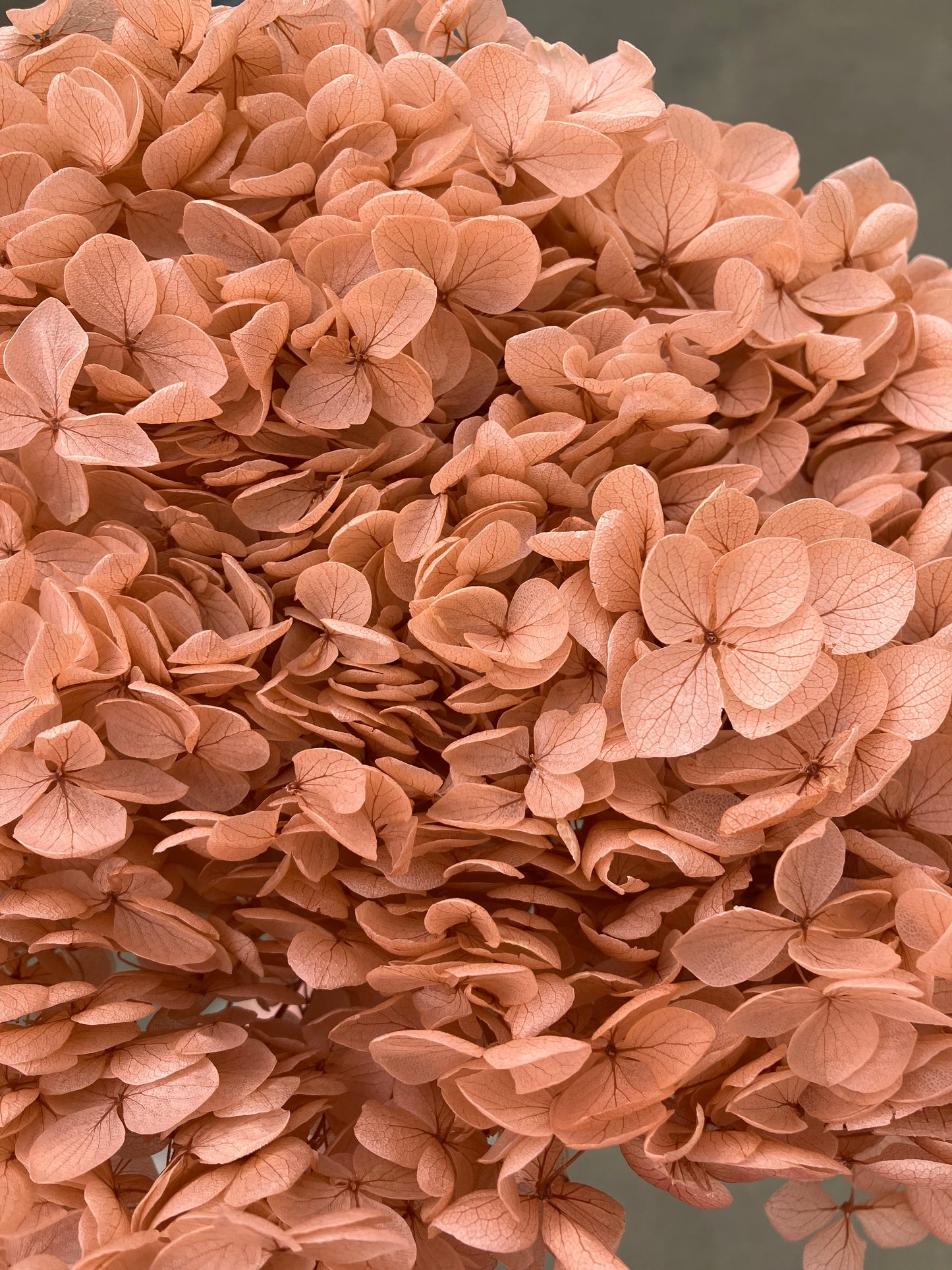 Dried Hydrangea Light Copper Blush