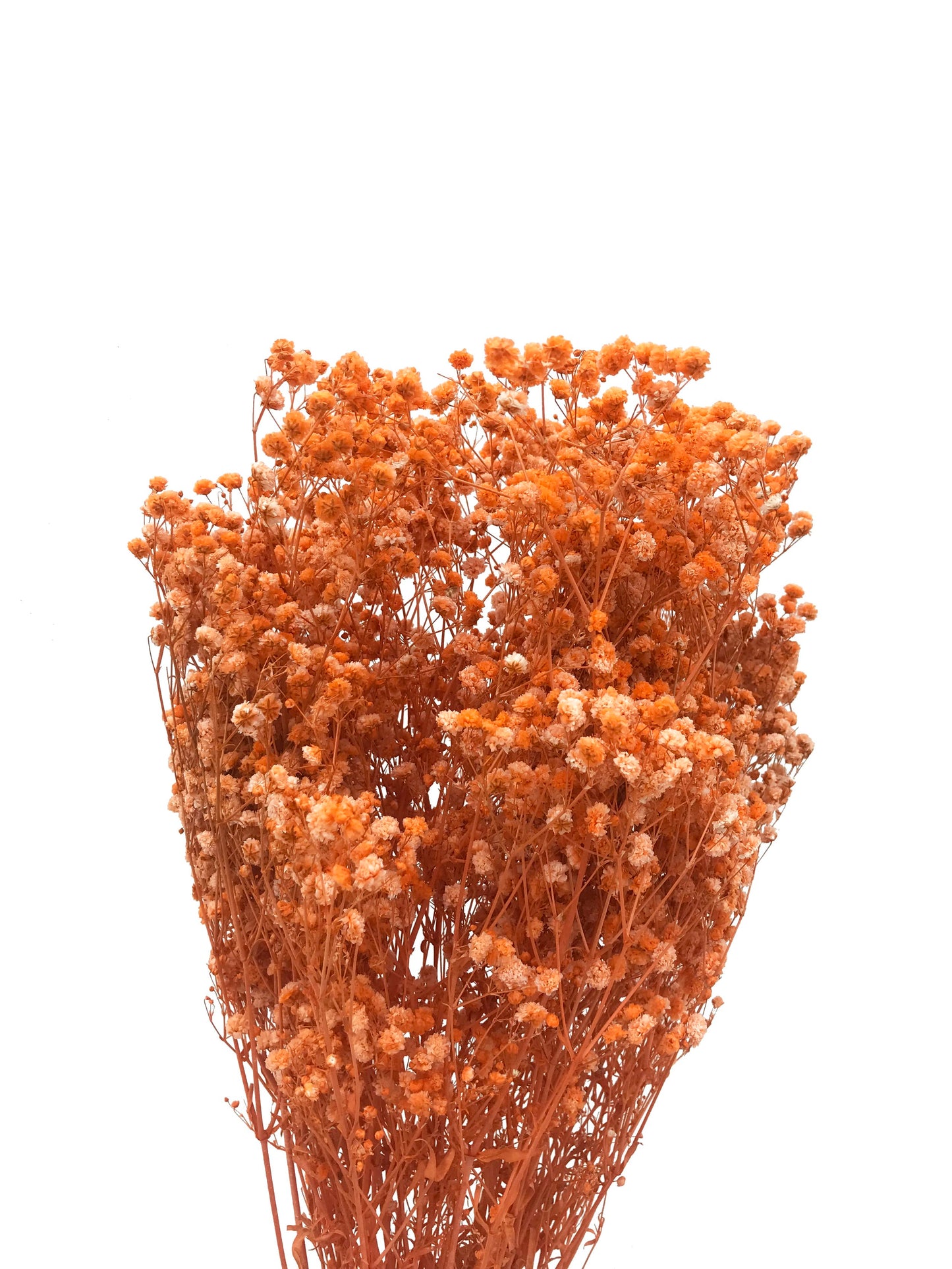 preserved babies breath orange