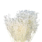 Dried Baby's Breath Bleached White