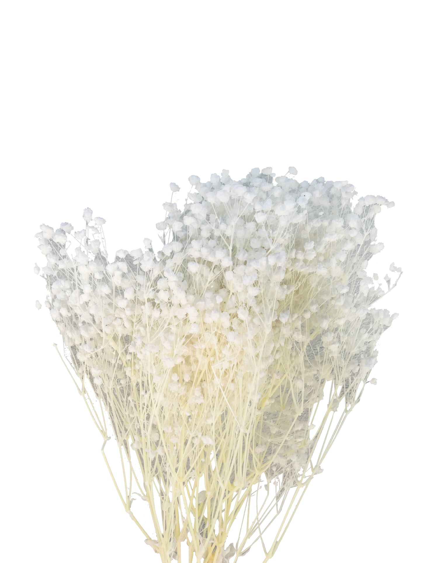 Dried Baby's Breath Bleached White