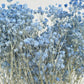 Dried Baby Breath Bleached Blue