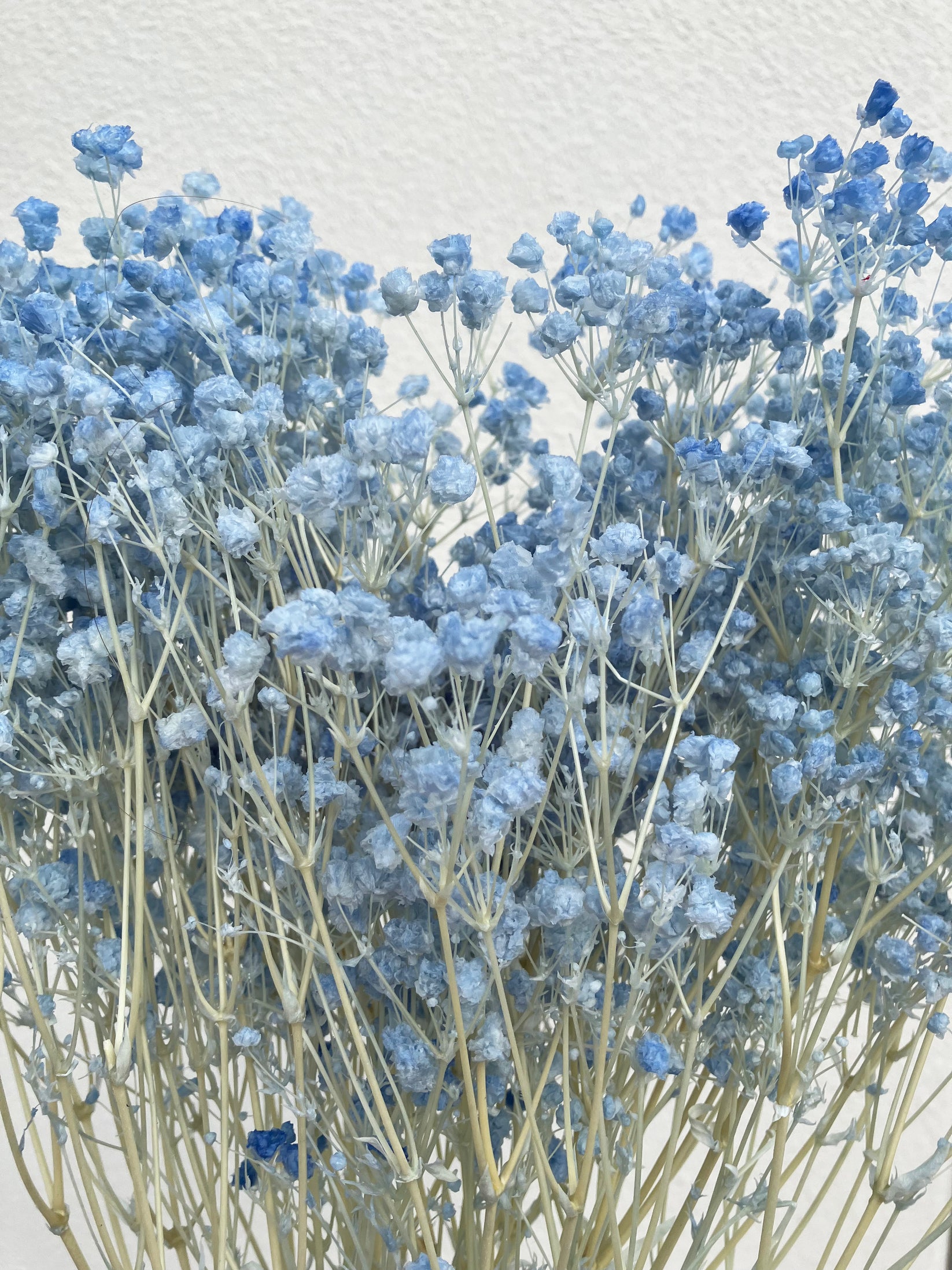 Dried Baby Breath Bleached Blue – Wild Blooms