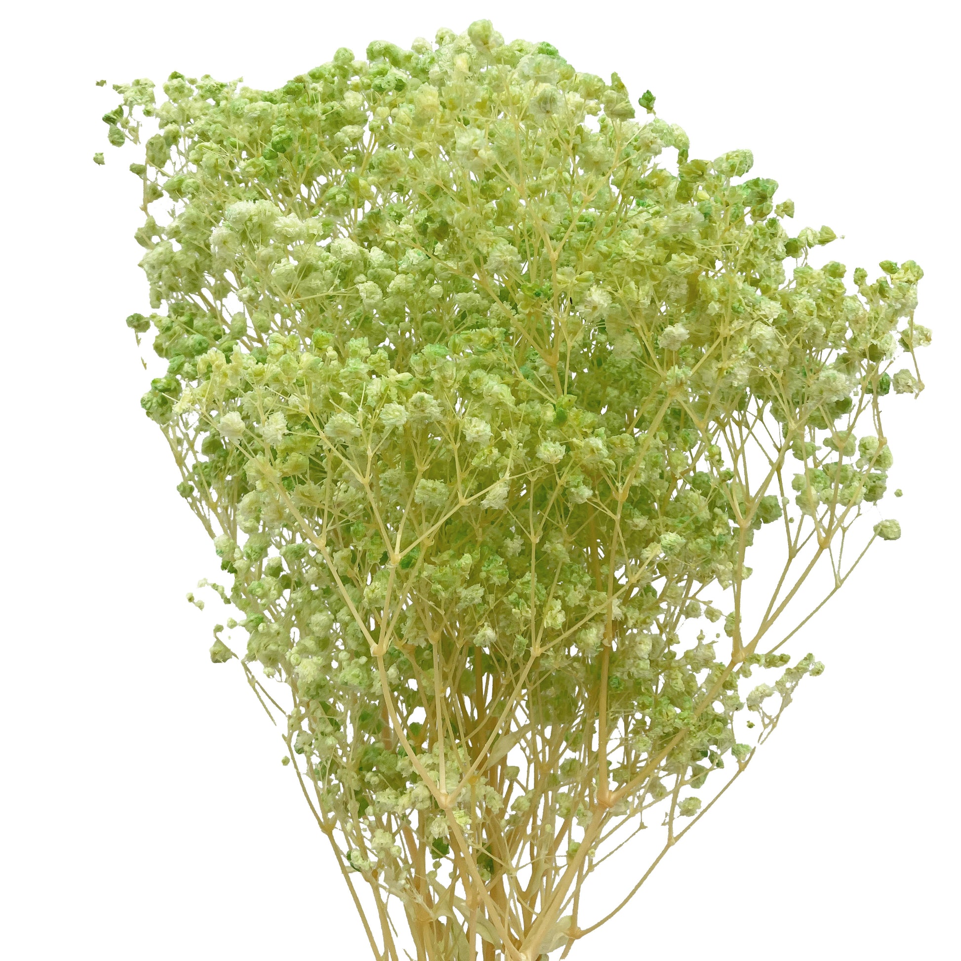 presevred baby breath lime green