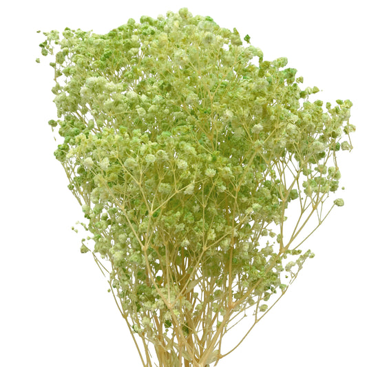 presevred baby breath lime green