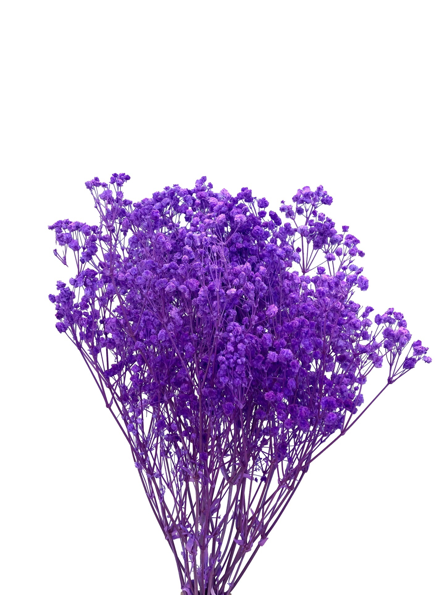 Dried Baby Breath Violet