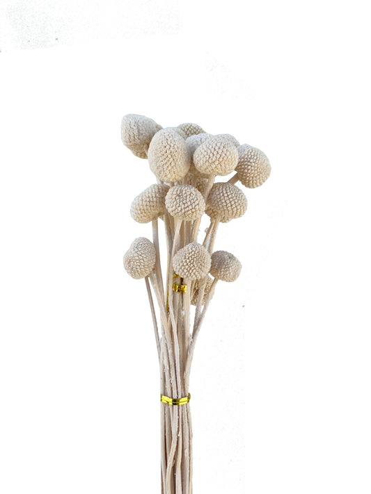 Dried Billy Buttons White