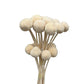 Dried Billy Buttons White Large
