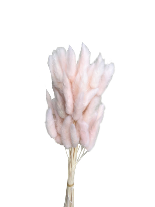 Dried bunny tails light pink