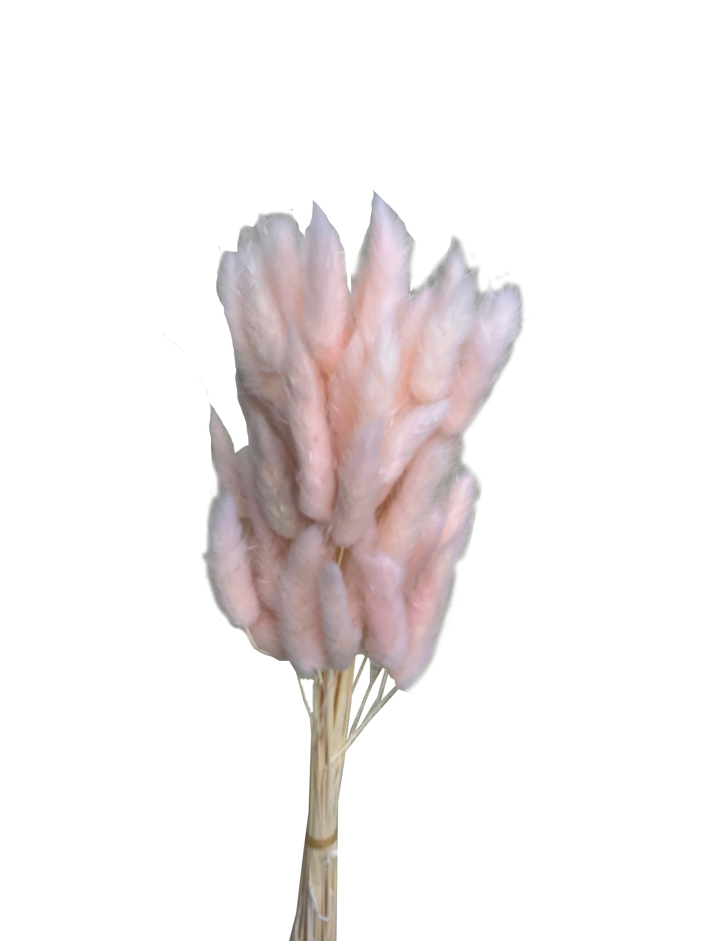 Dried bunny tails light pink