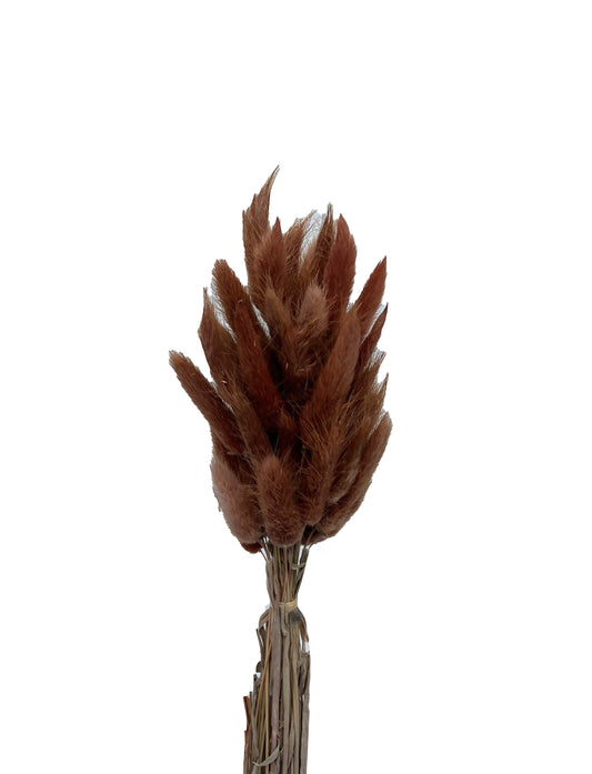 Dried Bunny Tails Brown