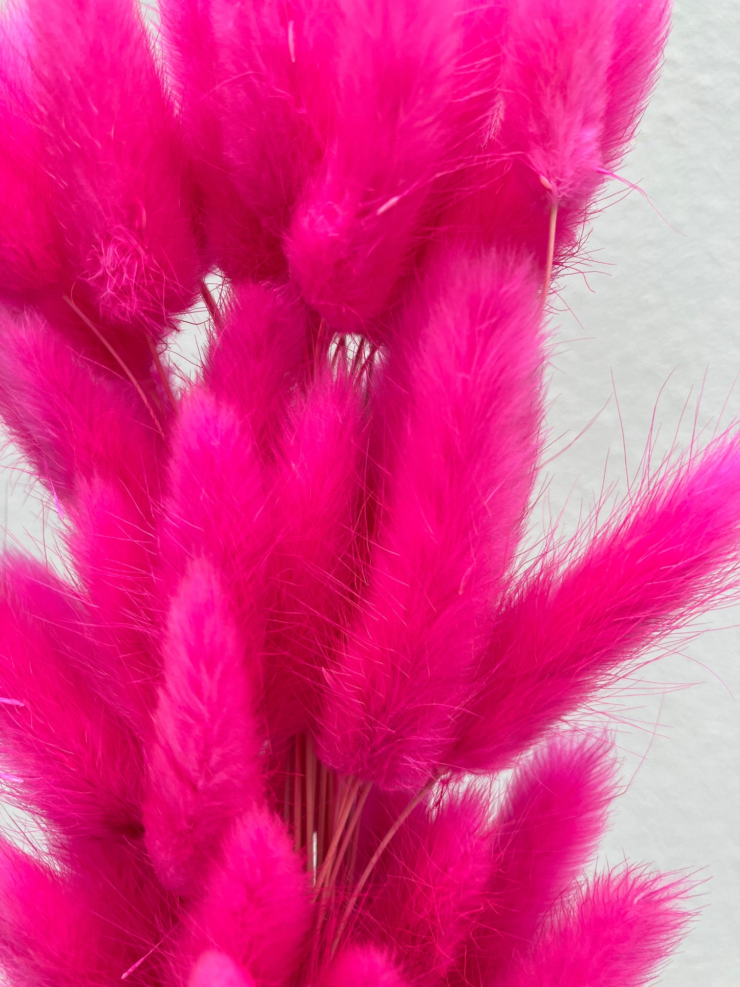 Dried Bunny Tails Hot Pink