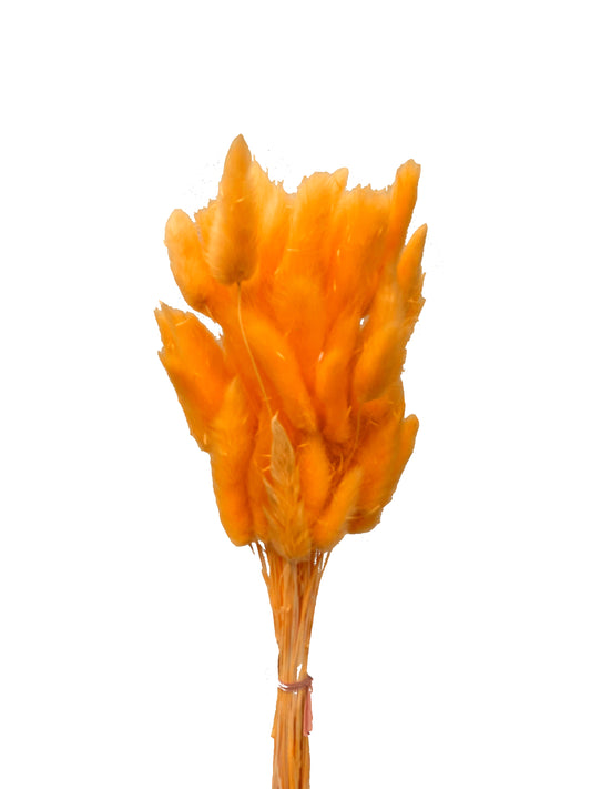 Dried Bunny Tails Orange