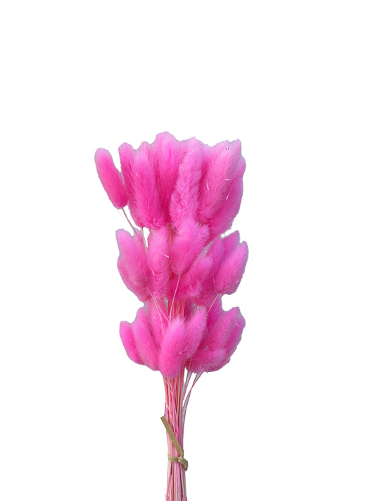 Dried Bunny Tails Bright Pink