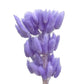 Dried Bunny Tails Purple