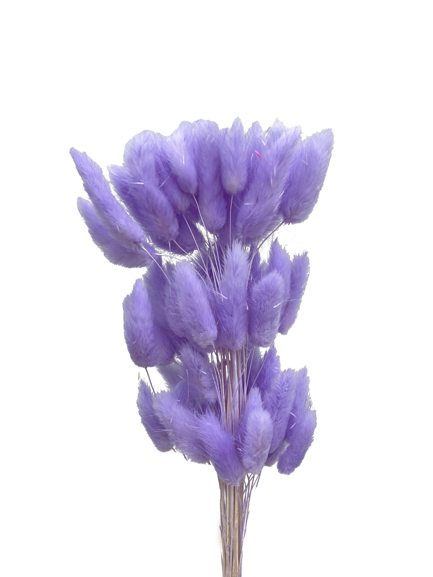 Dried Bunny Tails Purple