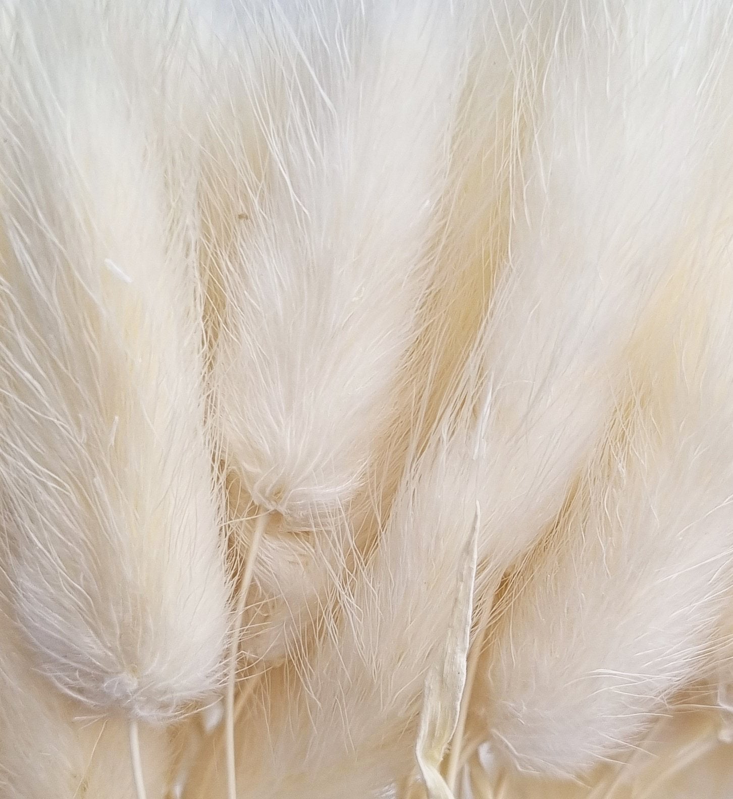 dried bunny tails white