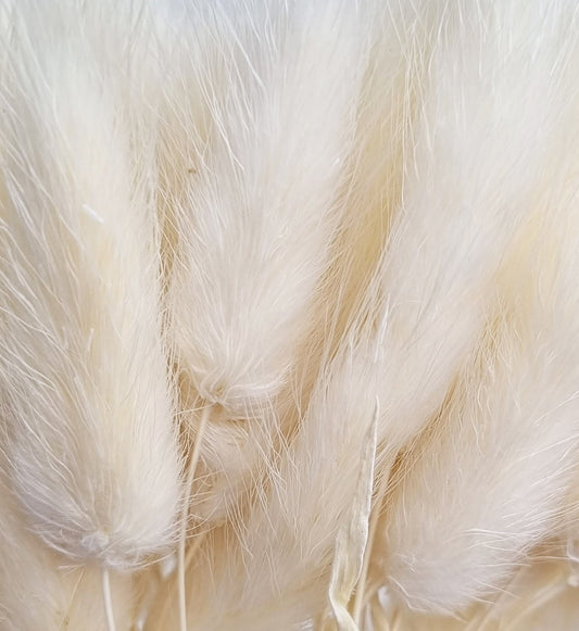 dried bunny tails white