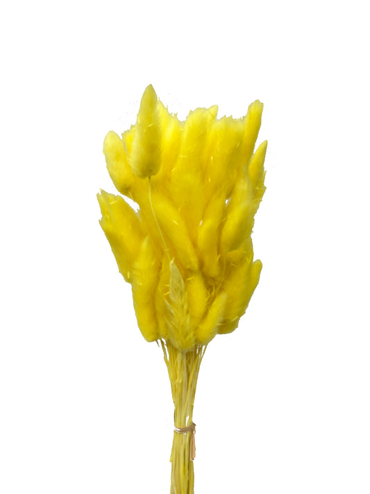 Dried Bunny Tails Yellow