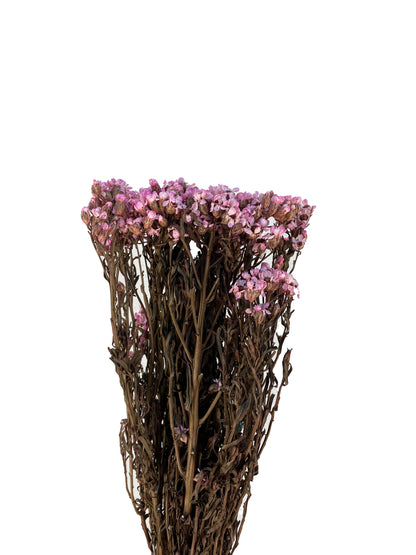 Dried Daisies Mini Pink