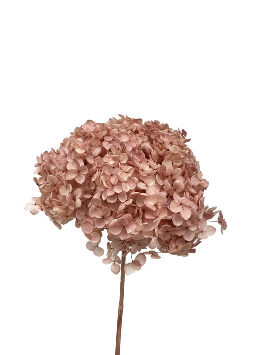 dried Hydrangea Dusty pink