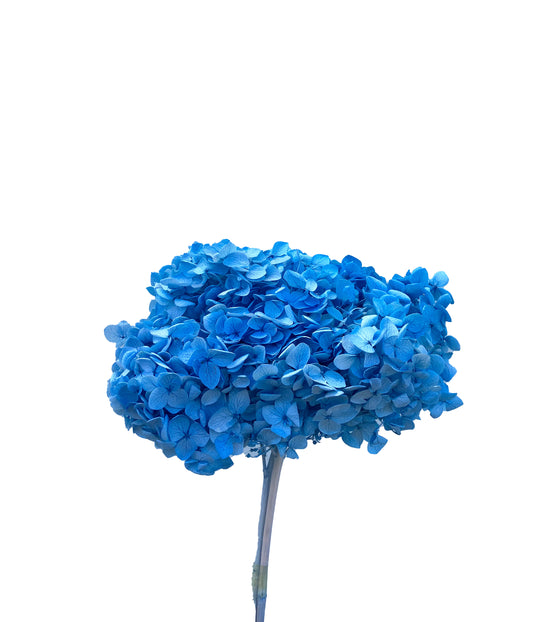 Dried Hydrangea Blue