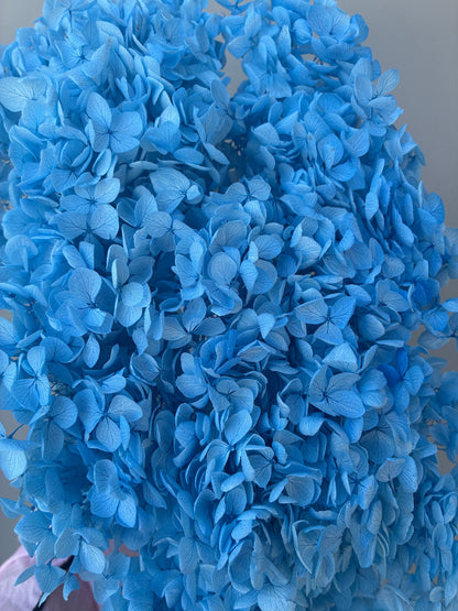 Dried hydrangea Sky Blue