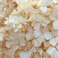 Dried Hydrangea Natural White