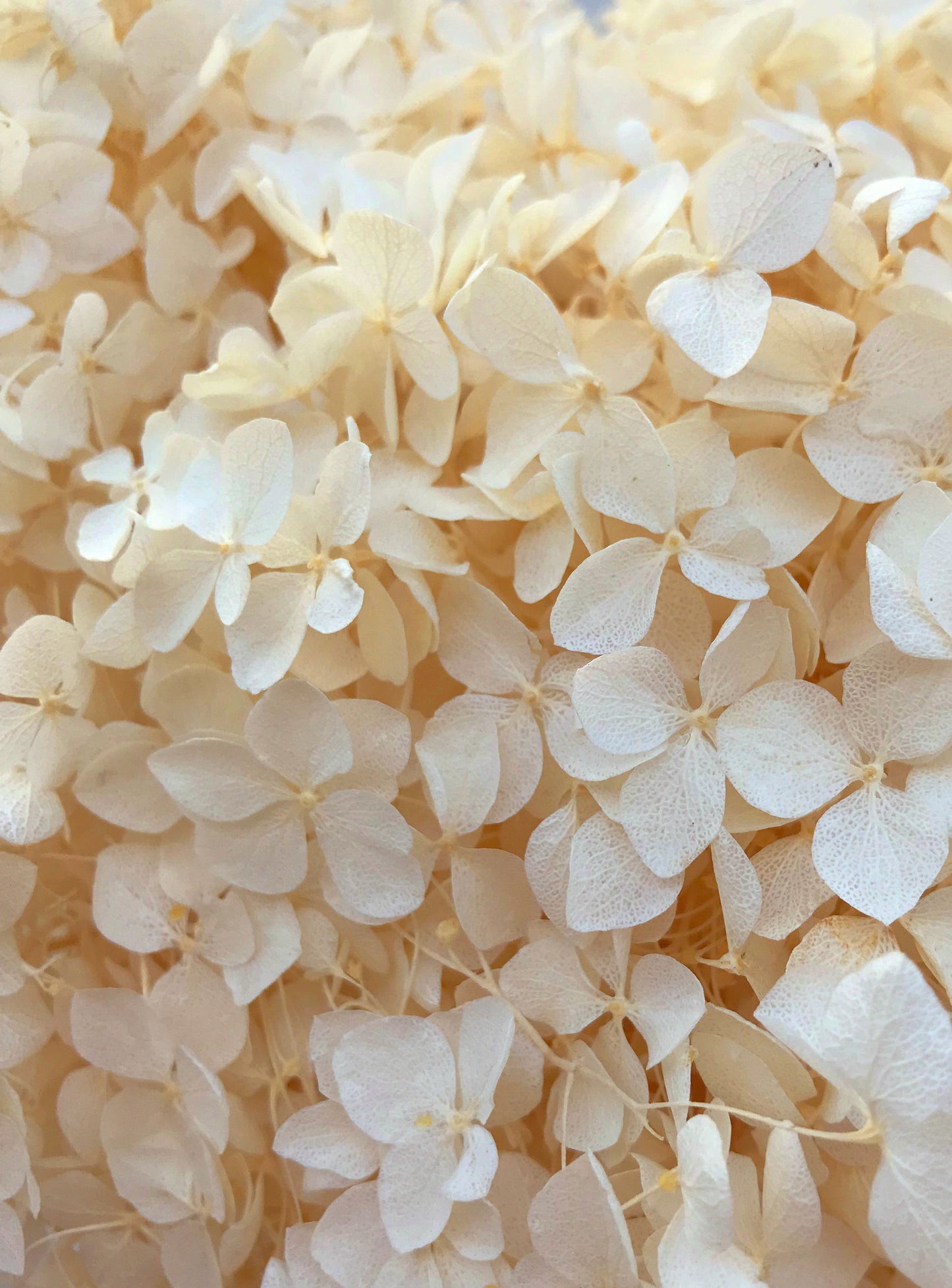 Dried Hydrangea Natural White