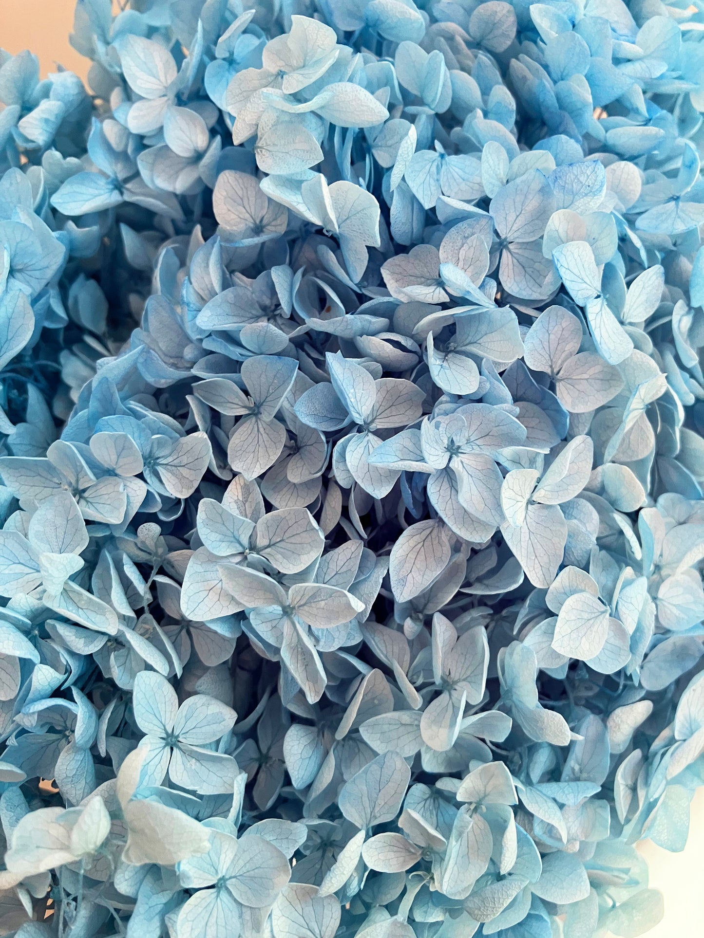 Dried hydrangea Sky Blue