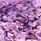 Dried Hydrangea Lilac